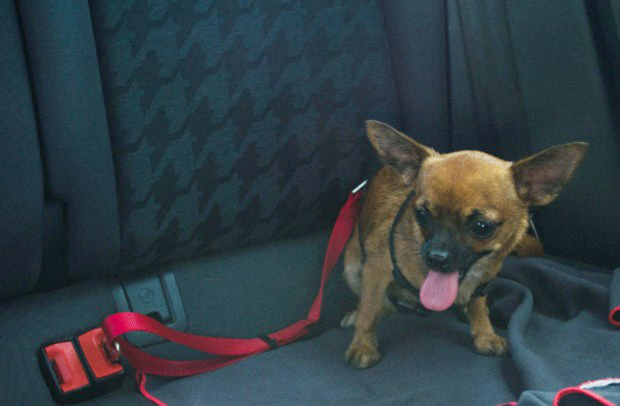 Selective is giving away a limited quantity of complimentary Selective-branded dog seatbelts.